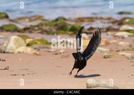 Carrion crow tenendo fuori dalla spiaggia di Cromarty. Foto Stock