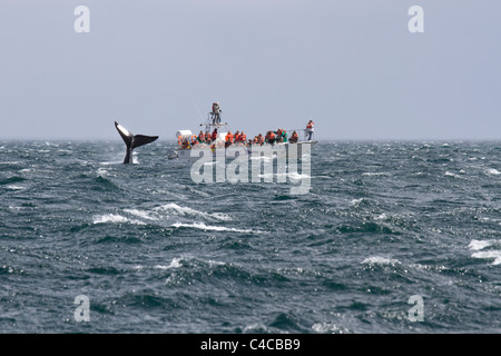 Cavorting Southern Right Whale, Penisola di Valdes, Patagonia Argentina Foto Stock