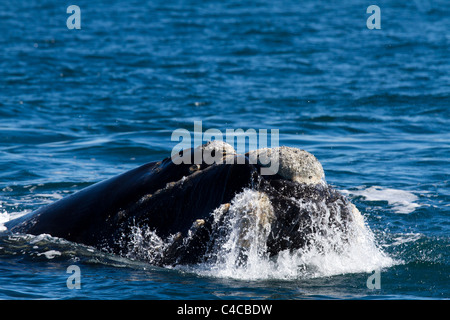 Cavorting Southern Right Whale, Penisola di Valdes, Patagonia Argentina Foto Stock