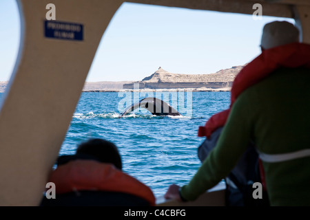 Cavorting Southern Right Whale, Penisola di Valdes, Patagonia Argentina Foto Stock