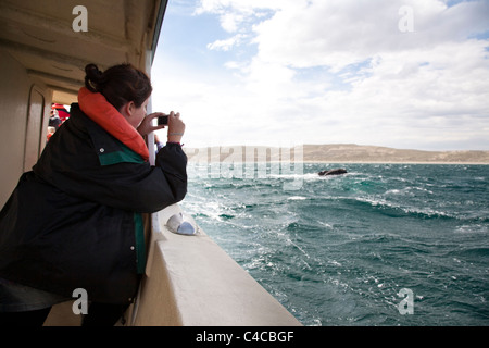 Cavorting Southern Right Whale, Penisola di Valdes, Patagonia Argentina Foto Stock