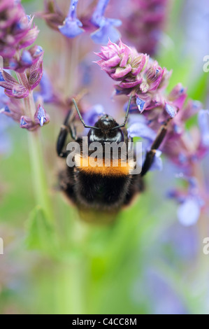 Bombus Lucorum. Bumble Bee su un fiore di Salvia in un giardino inglese