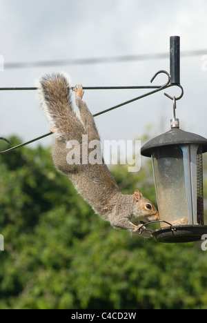 Scoiattolo grigio saccheggiare un Bird Feeder Foto Stock