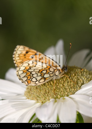 Fiordaliso, fritillary Melitaea phoebe phoebe, butterfly Foto Stock