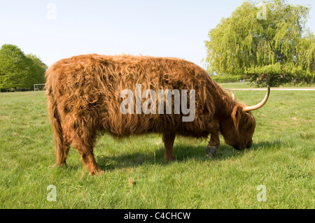 Vacca pelose lanosi highland Vacche Bovini shaggy long horn corna sterzo Tori Manzi pascolo di pascolare su terra comune Foto Stock