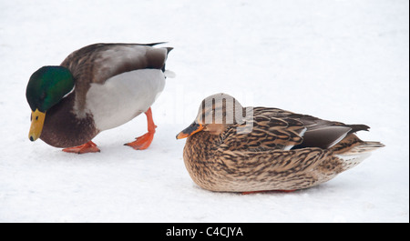 Un paesaggio colpo lungo di un maschio e femmina uno Mallard è un lago ghiacciato Foto Stock