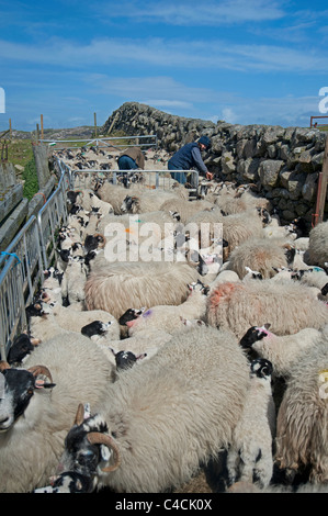 Allevamento di ovini in Isle of Mull, Argyll, Strathclyde in Scozia. SCO 7201 Foto Stock