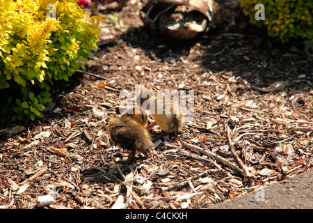 Anatroccoli nel parco Foto Stock