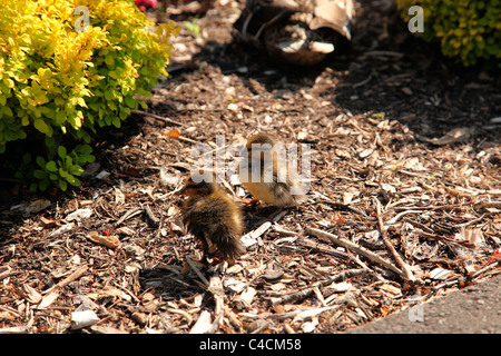 Anatroccoli nel parco Foto Stock