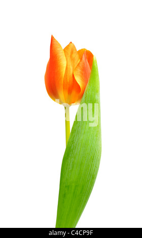 Orange Tulip isolati su sfondo bianco Foto Stock