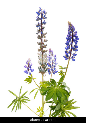 Blue isolato di lupino su sfondo wihite Foto Stock