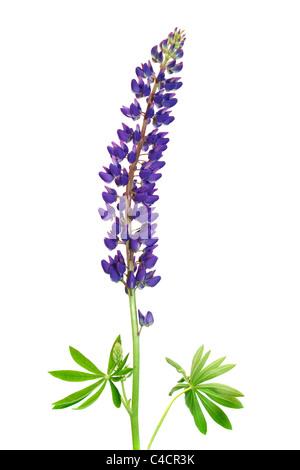 Blue isolato di lupino su sfondo wihite Foto Stock