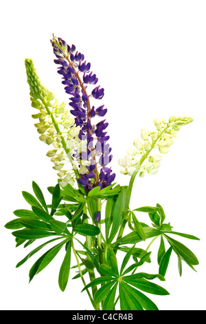 Fiori isolato di lupino su sfondo wihite Foto Stock