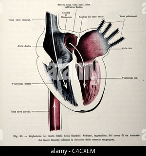 Illustrazione del cuore umano circa 1905 Foto Stock