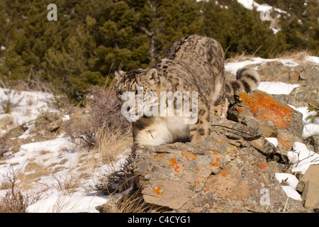 Snow Leopard, Panthera uncia sul prowl Foto Stock