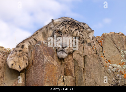 Snow Leopard, Panthera uncia rilassante sulle rocce Foto Stock