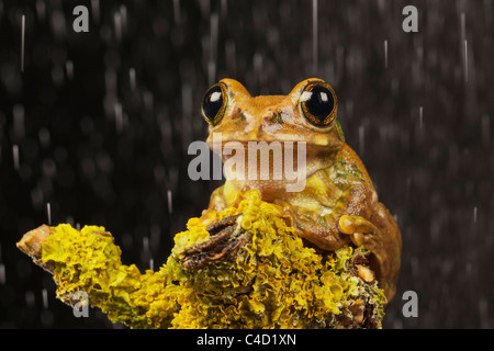 In marmo Rana Reed/ Verniciata Rana Reed (Hyperolius marmoratus) sat su lichen incrostati di log in Rain Foto Stock