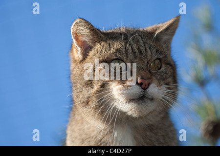 Scottish gatto selvatico (Felis silvestris) in pino, ritratto Foto Stock