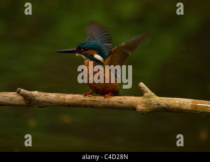 Kingfisher, Alcedo atthis lavaggio dopo un viaggio di pesca Foto Stock