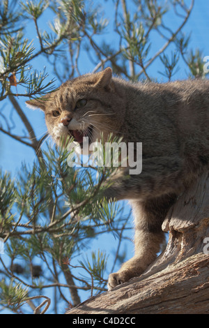 Scottish gatto selvatico (Felis silvestris) in pino ululano e pawing Foto Stock