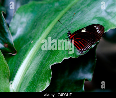 Un rosso fiore della passione butterfly ( Heliconius erato ) dal Sud America persistente su una foglia. Foto Stock