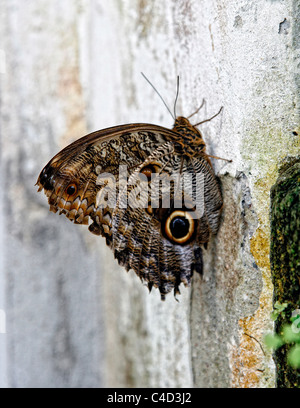 Una Foresta gigante farfalla Civetta (Caligo eurilochus) appollaiate su una parete. Casa delle farfalle, Lipsia, Germania. Foto Stock