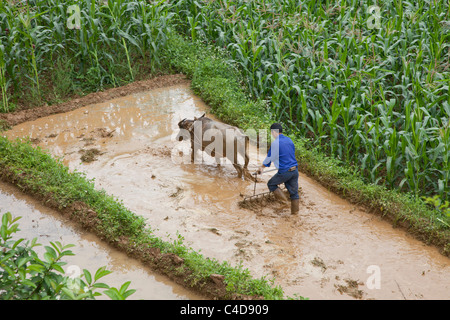 L'agricoltore vietnamita arando il suo campo padi utilizzando un bufalo d'acqua, probabilmente la coltivazione del mais alla fine di mais Foto Stock