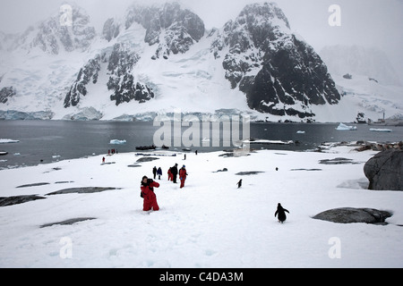 Fotografare Gentoo e pinguini Chinstrap sull isola Deception nella penisola antartica Foto Stock