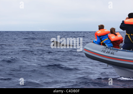 Un breve tratto alettato di balene pilota (Globicephala macrorhynchus) le crociere da una barca per fare whale watching off Lajes do Pico, Azzorre, Portogallo. Foto Stock