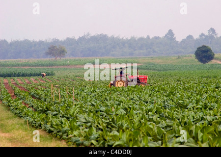 Un agricoltore è alla guida di un trattore in un campo di tabacco su una fattoria rurale in Cambogia. Foto Stock