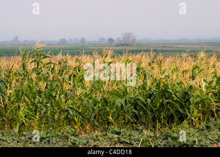 Il mais è in crescita in un cornfield su una fattoria rurale in Cambogia. Foto Stock