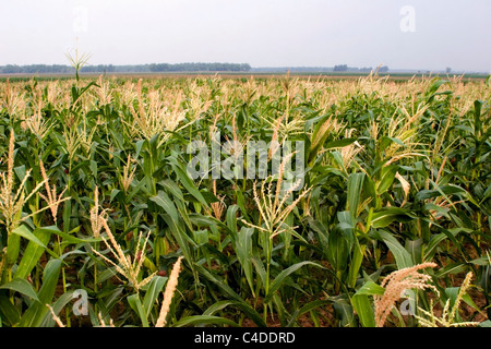 Il mais è in crescita in un cornfield su una fattoria rurale in Cambogia. Foto Stock