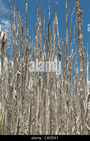 Dead melaleuca alberi in una Florida del Sud zona umida. Gli alberi sono stati abbattuti e sono un esotiche invasive in S FL Foto Stock