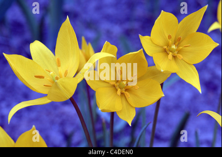 Wild tulipano giallo Tulipa sylvestris fiori close up Foto Stock