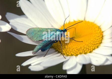 Forester Moth Adscita statices), Francia Foto Stock