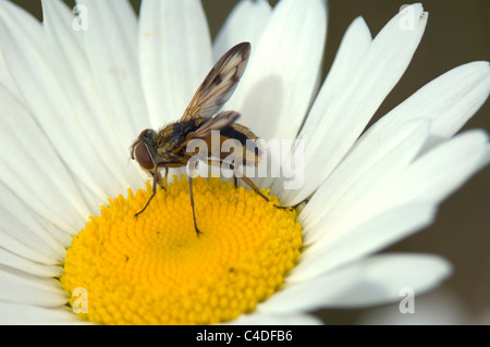 Fly parassita (Tachina fera), Francia Foto Stock