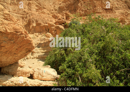 Mar Morto valley, Salvadora Persica Tree (Struttura dello spazzolino da denti, la senape albero) in Nahal salvadora Foto Stock