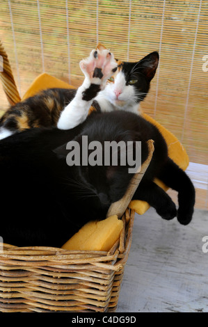 2 gatti nel cesto di vimini uno dormendo e la seconda di allungamento della gamba anteriore Foto Stock