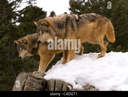 Lupi grigi, Canis lupus lo sguardo oltre la sporgenza rocciosa Foto Stock