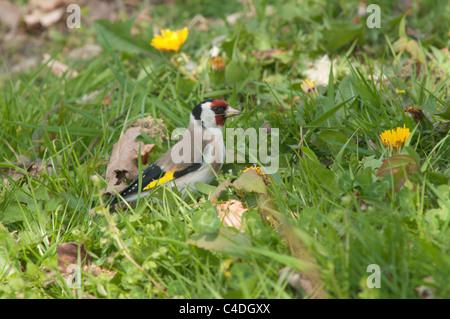 Cardellino (Carduelis carduelis) mangiare semi di dandylion (Taraxacum officinale) Hampshire, Regno Unito. Aprile Foto Stock