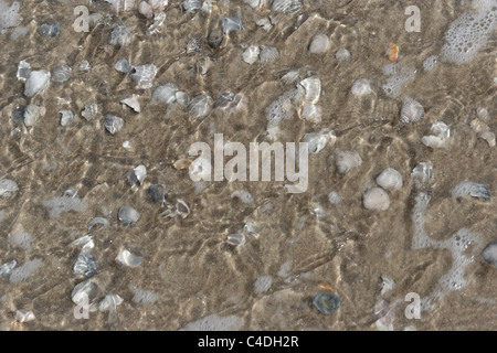 Muscheln am Strand - conchiglia di mare sulla spiaggia Foto Stock