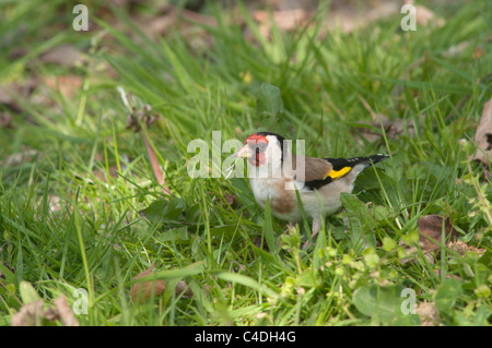 Goldfinch (Carduelis carduelis) mangiare semi di dente di leone (Taraxacum officinale) Hampshire, Regno Unito. Aprile Foto Stock