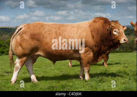 Haltcliffe Vermount Pedigree Limousin bull, il record mondiale di carni bovine prezzo bull, bouugh per £105.000 Foto Stock