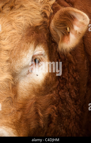 Close up del Limousin tori testa Foto Stock