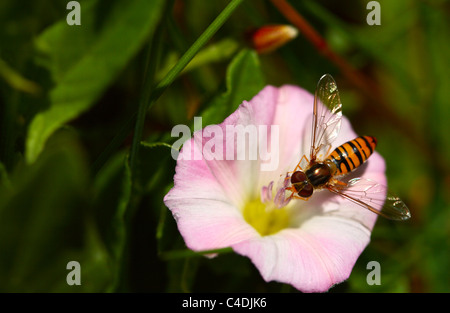 La marmellata di arance Hoverfly (Episyrphus balteatus) alimentare il nettare da un centinodia (Calystegia sepium, syn Convolvulus sepium) Foto Stock