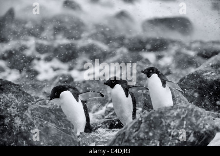 3 carino Adelie penguins marzo in linea di pinne fuori sulla spiaggia rocciosa di vento durante la tempesta di neve, bianco-out blizzard antartico a sud delle Isole Orkney Antartide Foto Stock