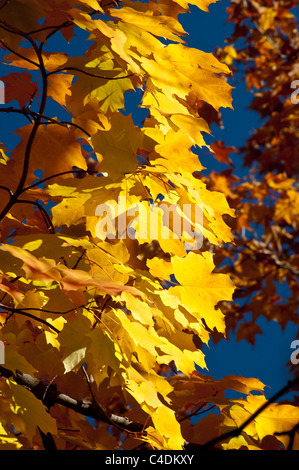 I colori dell'autunno in foglie di acero in Missoula, Montana. Foto Stock