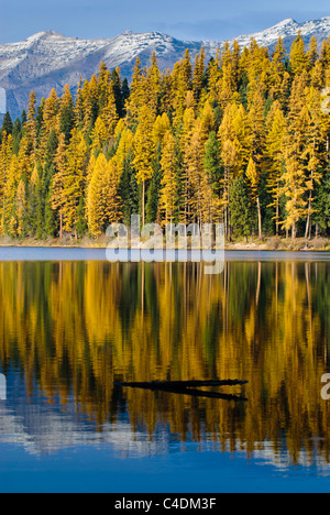 Autunno a colori in larice occidentale lungo il litorale del Lago di Alva nel Seeley Swan Valley del Montana Occidentale. Foto Stock