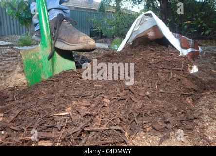 Telone di fatto da shredded abbaio di legno e versata da un sacchetto sul giardino Foto Stock