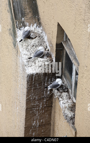 Kittiwakes e recentemente pulcini usciti dal guscio del nesting su un edificio nazionale all'interno di Newcastle upon Tyne Regno Unito Inghilterra Foto Stock